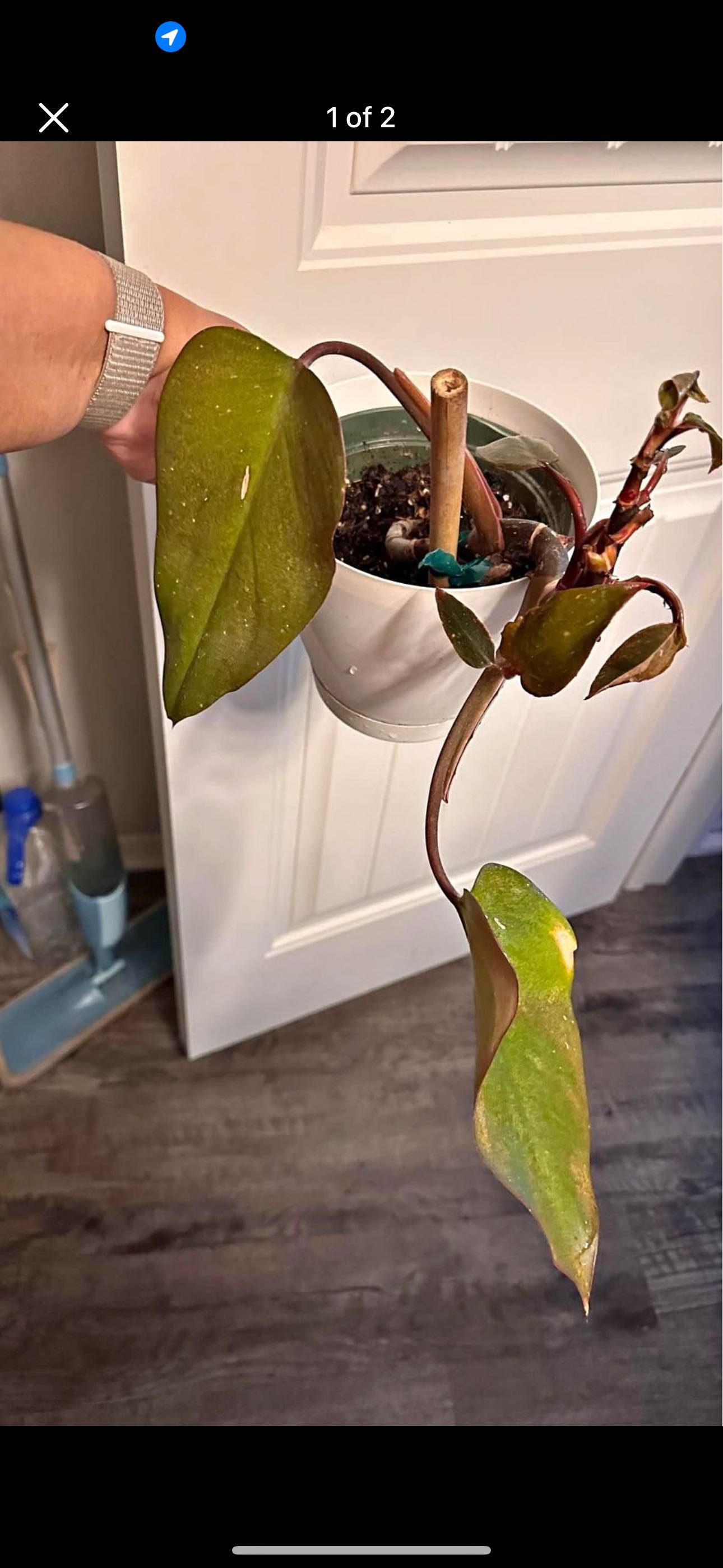Why Is My Pink Princess Philodendron Not Doing Well?