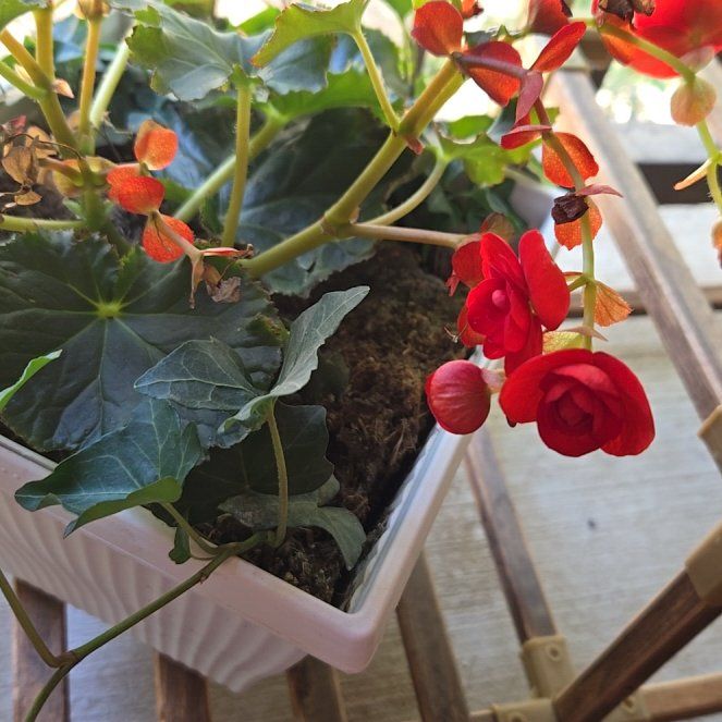 Photo of the plant species Cissus striata by @TopMonkeymask named Harper on Greg, the plant care app