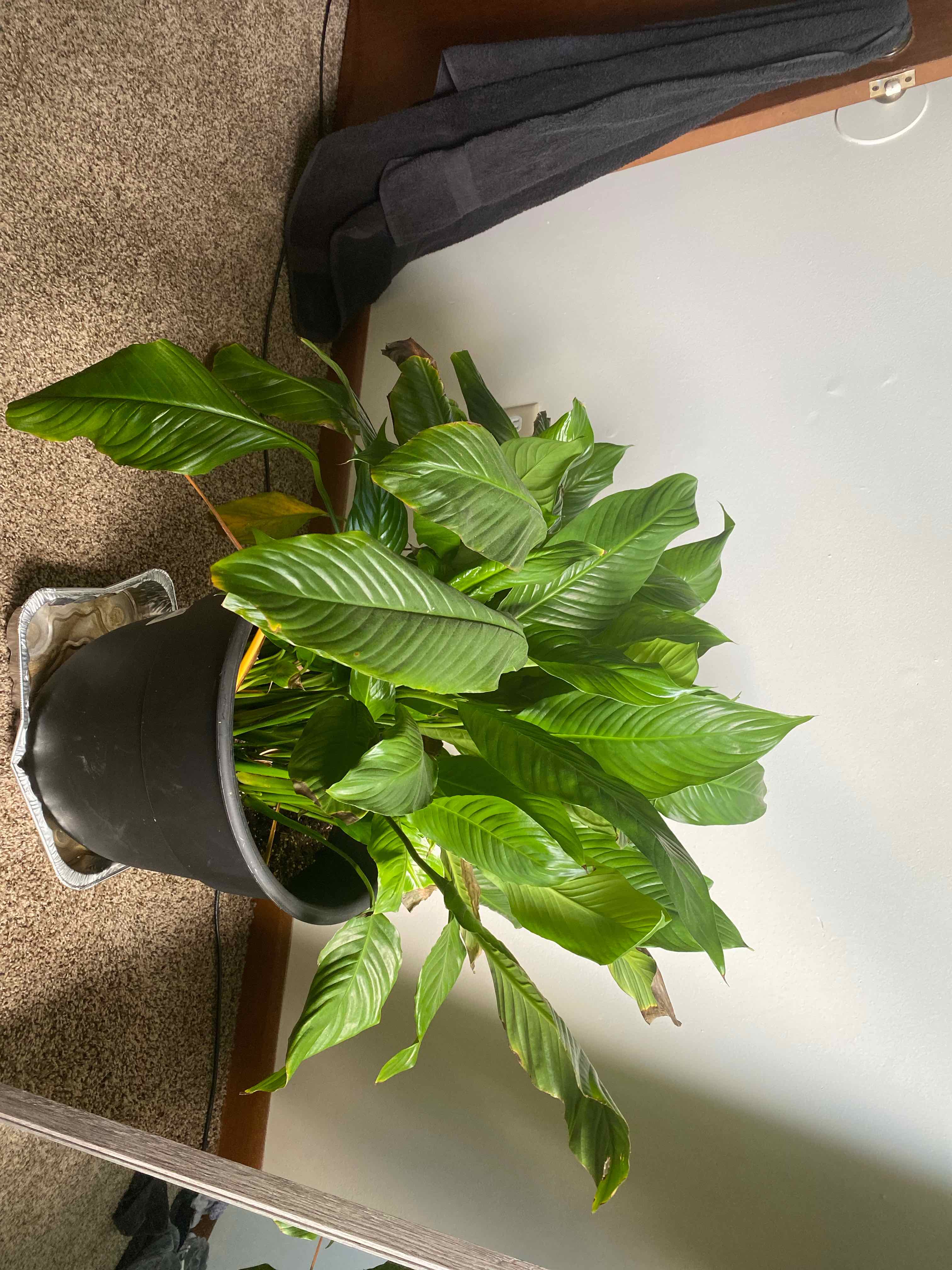 Peace Lily plant photo by Rhea named J Lily on Greg, the plant care app.