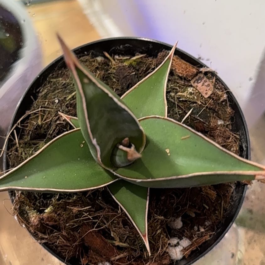 Plant care for Fat Leaf Snake Plant on Greg, the plant care app