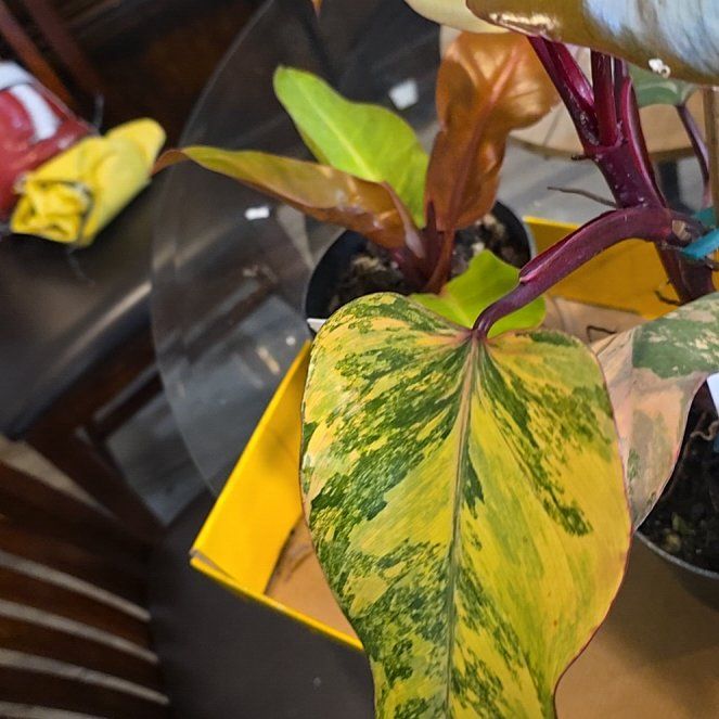 Photo of the plant species Strawberry Shake Philodendron by @CosmicEmpress named Shorty on Greg, the plant care app