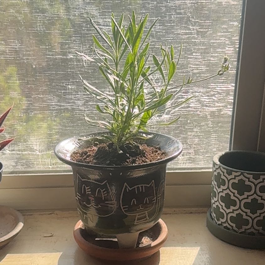 Photo of the plant species Sweet Lavender by Alexis named Diana on Greg, the plant care app