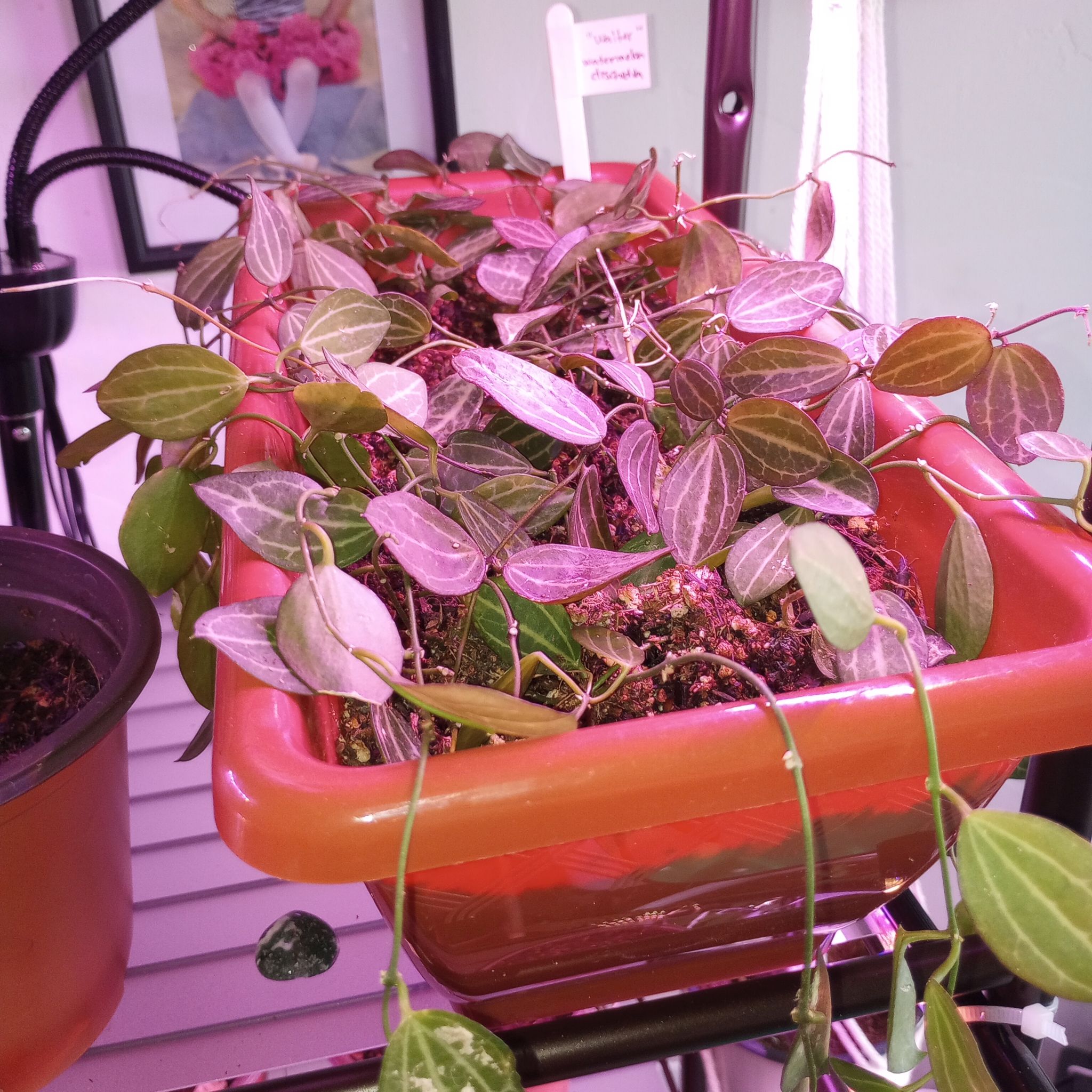 Potted Watermelon Dischidia plant with healthy leaves in a red container.