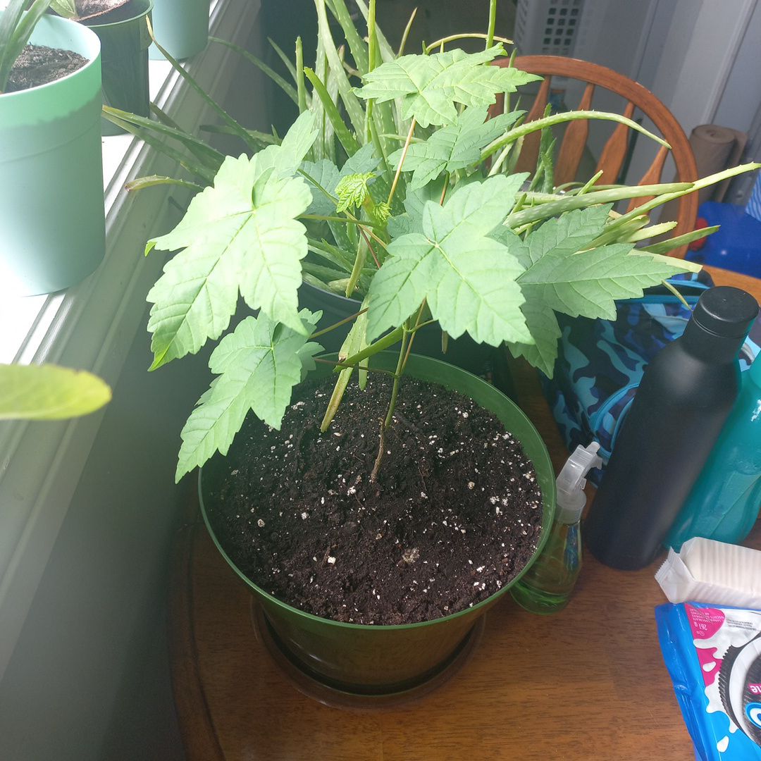 Photo of the plant species Summer Red Maple by @Shaposhnikova named Marley 1 on Greg, the plant care app