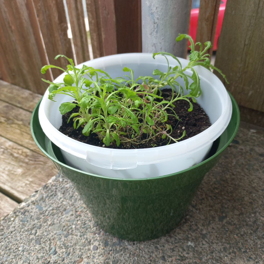 Photo of the plant species Pea by @Shaposhnikova named Petey on Greg, the plant care app