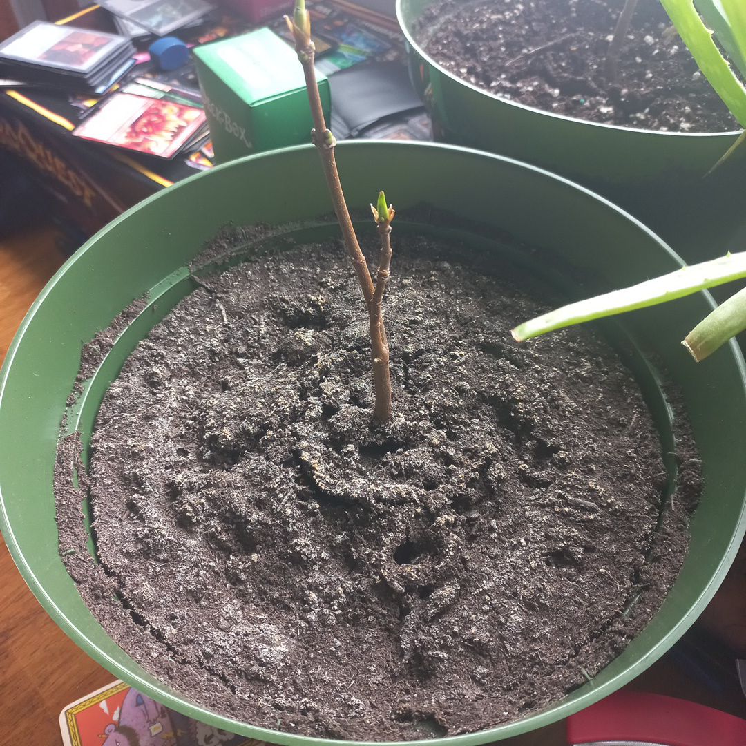 Photo of the plant species Maple Tree by @Shaposhnikova named Marley II on Greg, the plant care app