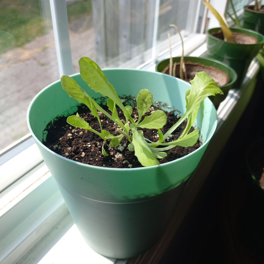 Photo of the plant species Romaine Lettuce 'Rosaine' by @Shaposhnikova named Rosa on Greg, the plant care app