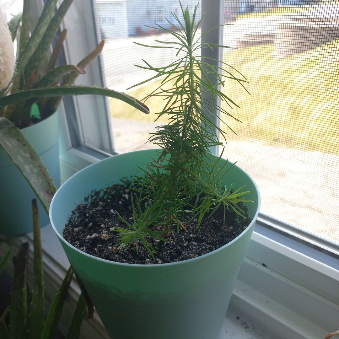 Photo of the plant species Eastern Spruce by @Shaposhnikova named Willow on Greg, the plant care app