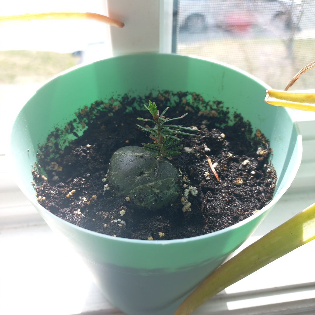Photo of the plant species Silver Fir by @Shaposhnikova named Morgan Treeman on Greg, the plant care app