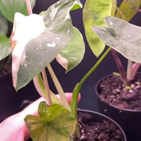 Photo of the plant species Colocasia 'Milky Way' by @PunchySatinwood named Forrest on Greg, the plant care app