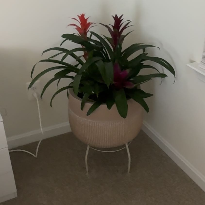Tree Diddy | A plant by @UptodateAnise on Greg