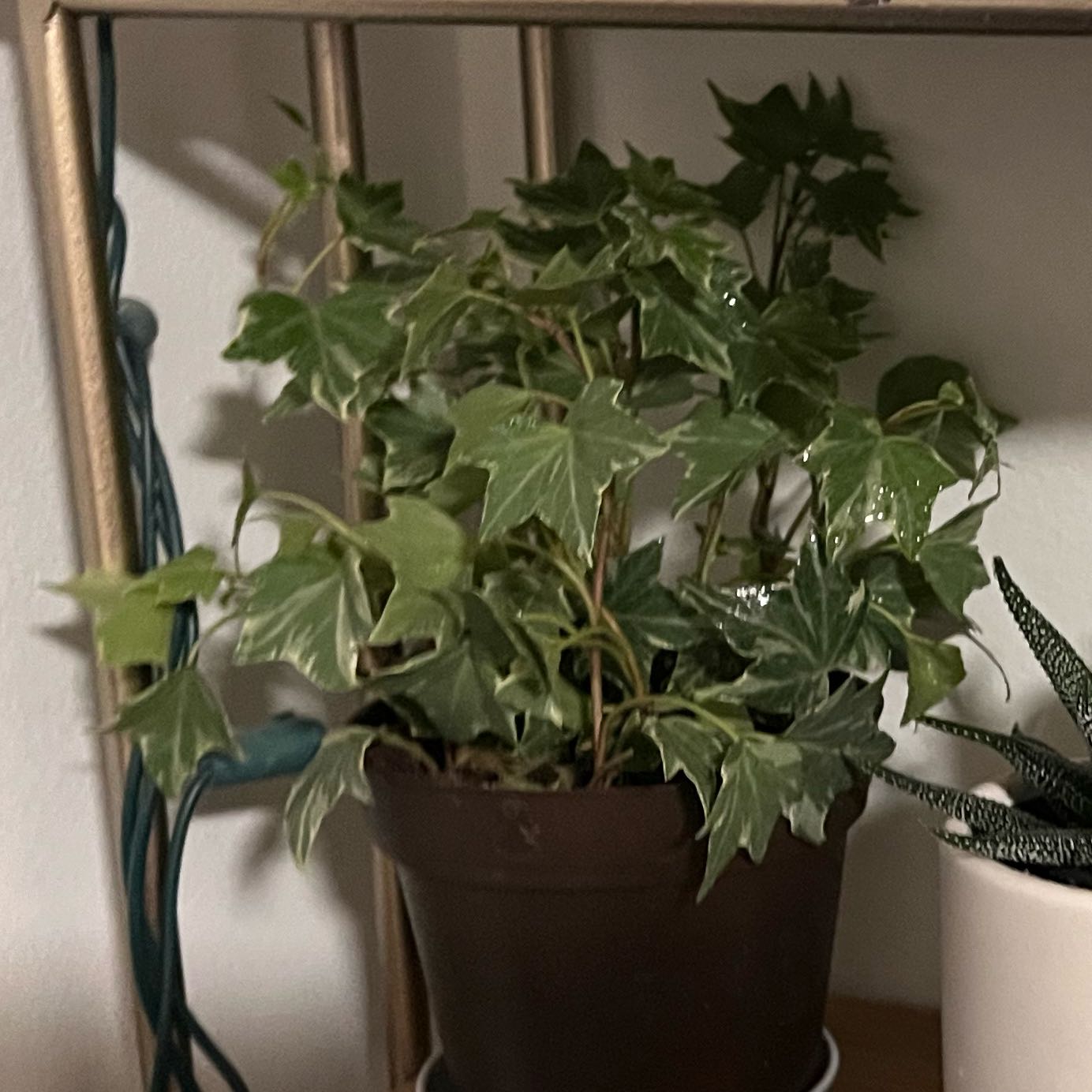 Photo of the plant species Silver Bells Ivy by @RoseApples named Sylvie on Greg, the plant care app