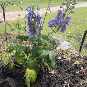 Photo of the plant species Candle Larkspur by @FoxyLimefiddle named Sol on Greg, the plant care app