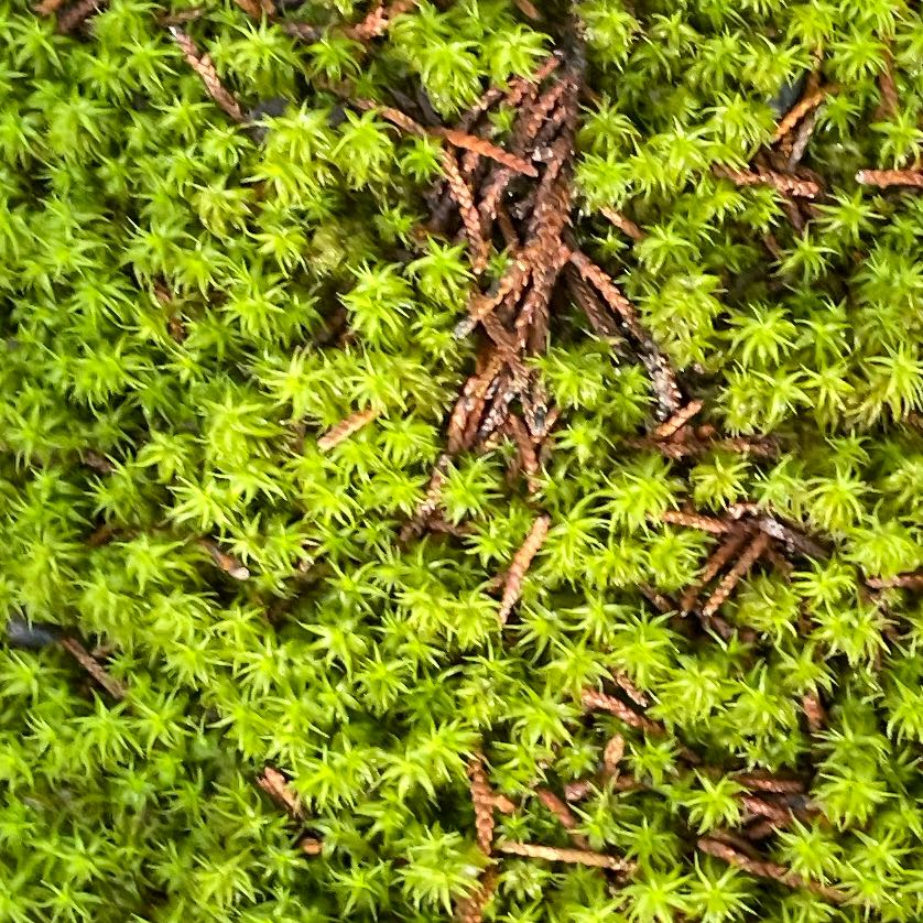Photo of the plant species Polytrichum formosum by @MaestroHemlock named Mollie on Greg, the plant care app