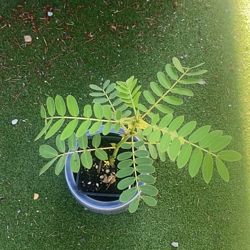 Photo of the plant species pop corn by @HighJubileeivy named Bigleef Smalls on Greg, the plant care app