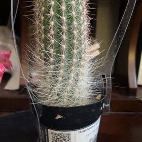 Photo of the plant species Assorted Thrixanthocereus by @FetchingTwister named Kobe on Greg, the plant care app