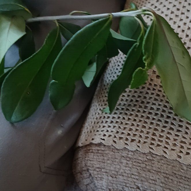 Photo of the plant species Autumn Olive by @ImmortalCardoon named Gregarious on Greg, the plant care app