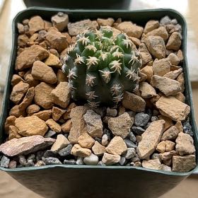 Photo of the plant species Pygmaeocereus bieblii by @BossMyagrum named Nemo on Greg, the plant care app