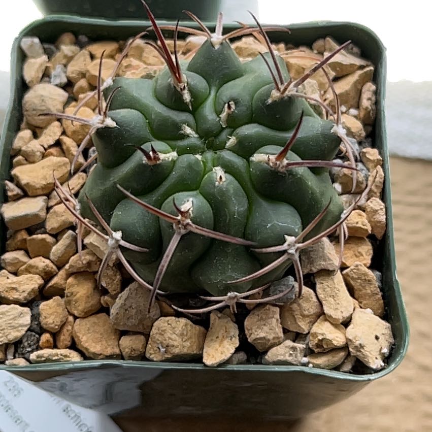 Photo of the plant species schikendanzii by @BossMyagrum named James Dean on Greg, the plant care app