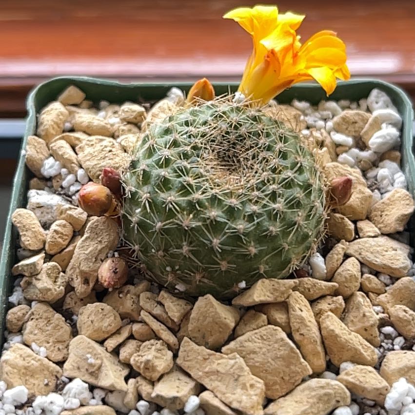 Photo of the plant species Rebutia marsoneri by @BossMyagrum named Homer on Greg, the plant care app