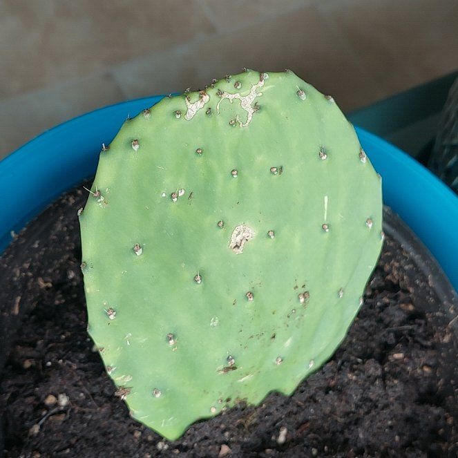 Photo of the plant species Prickly Pear Cactus by @DelectableKaro named Gobi on Greg, the plant care app