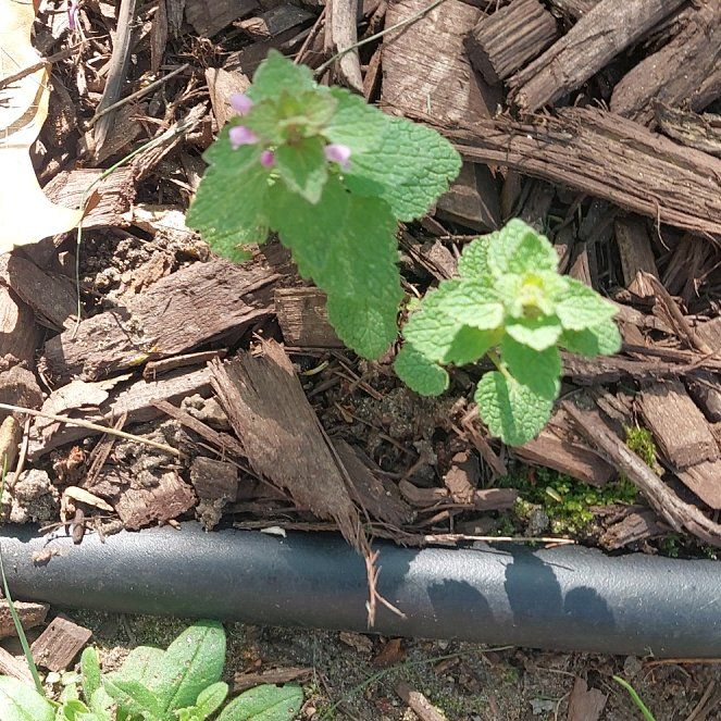 Photo of the plant species Lamium Purpureum by @DelectableKaro named Tree Diddy on Greg, the plant care app
