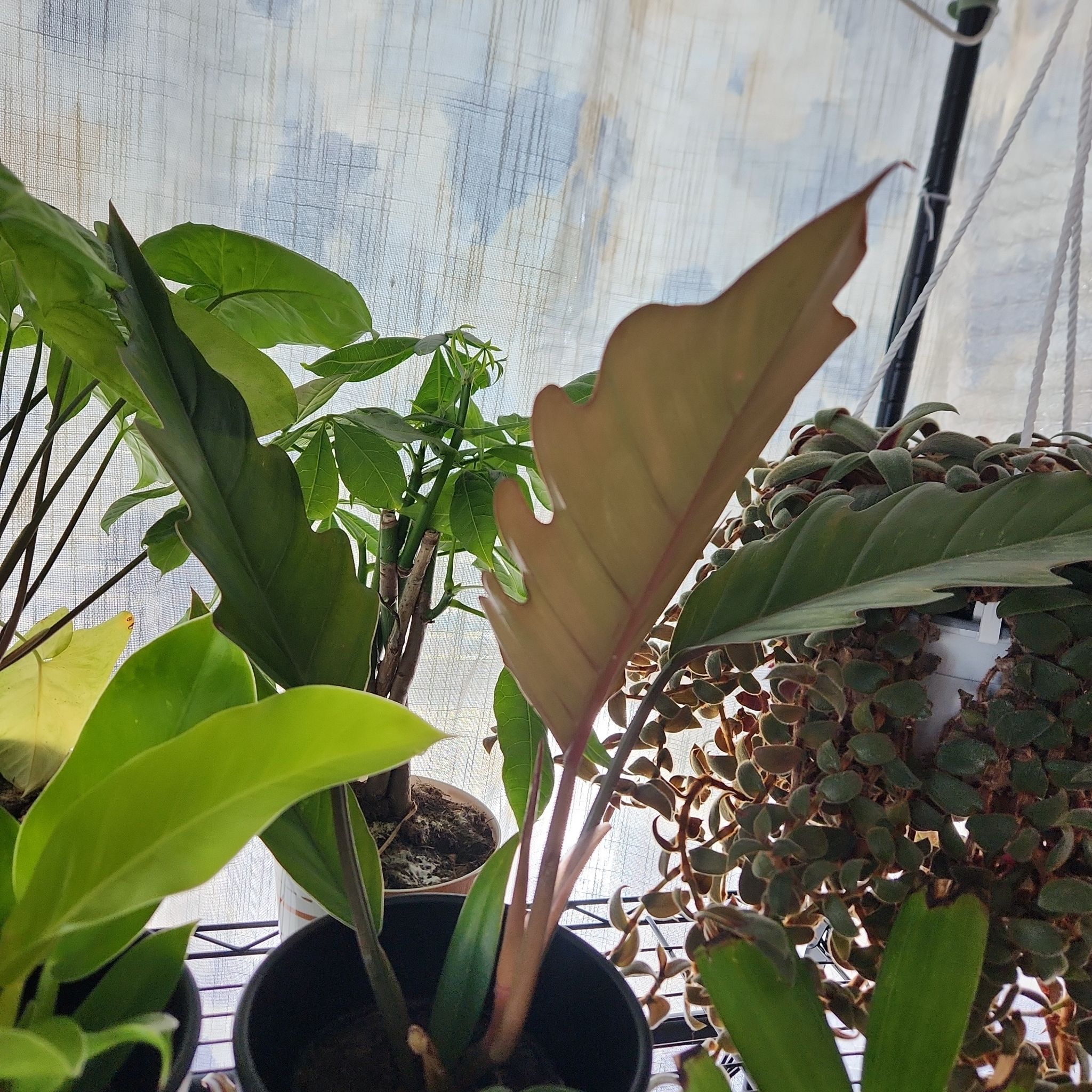 Photo of the plant species philodendron chocolate empress by @RealPapaya named Choco on Greg, the plant care app