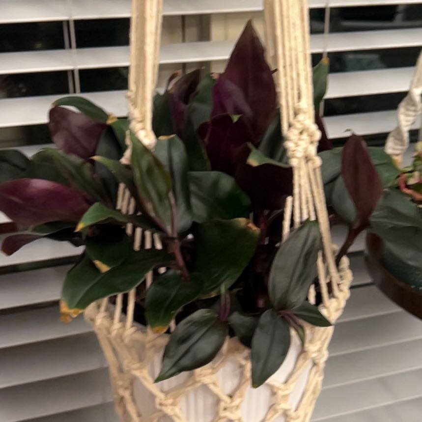 Photo of the plant species Roxxo Inch Plant by @YesMonkeymask named Roxxo on Greg, the plant care app
