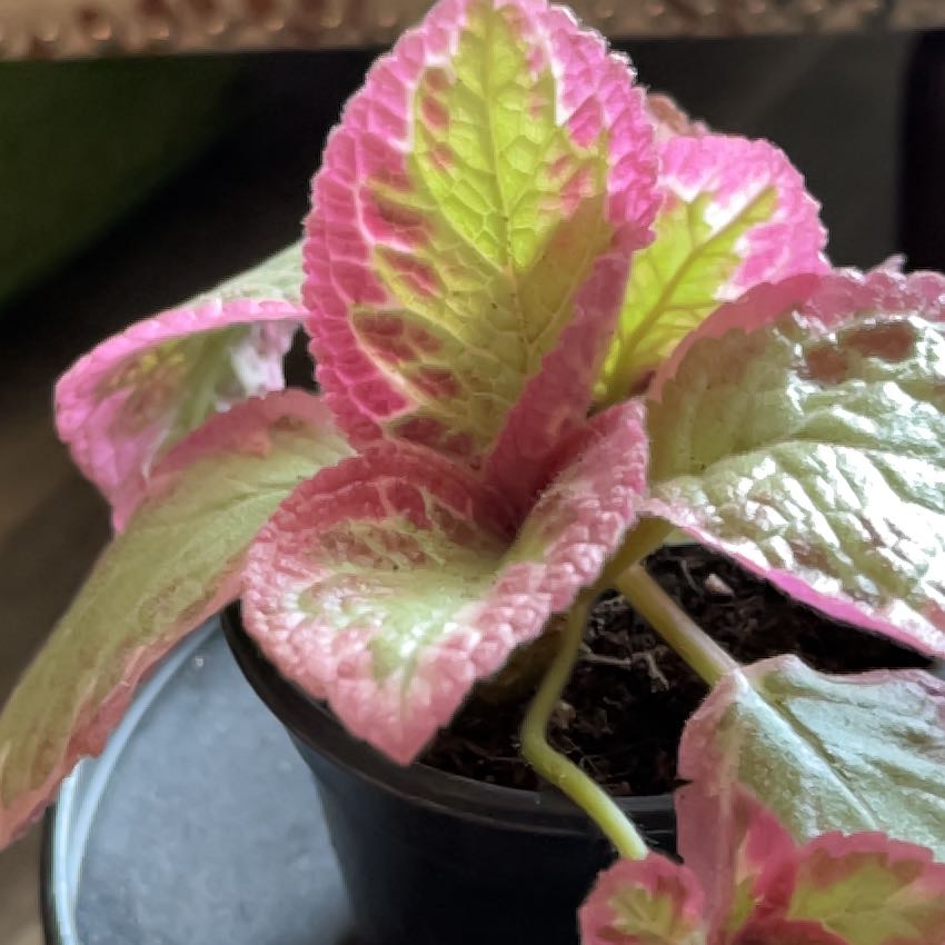 Photo of the plant species Episcia 'Pink Brocade' by @WiredChards named Harper on Greg, the plant care app