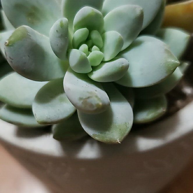 Photo of the plant species Pachyphytum fittkaui by @SuaveLawyerswig named Kylie on Greg, the plant care app