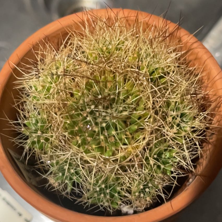 Photo of the plant species Bird's Nest Cactus by @TryLemonfern named Tolkien on Greg, the plant care app
