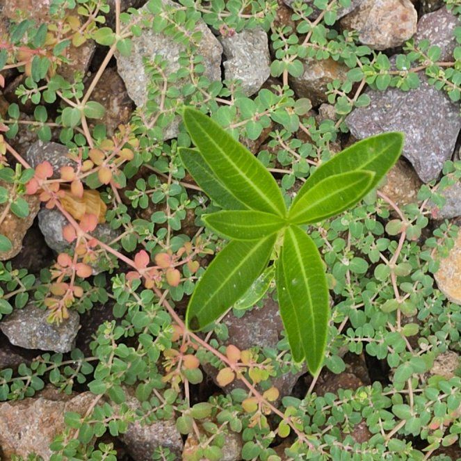 Photo of the plant species Lesser Periwinkle by @PrettyKalanchoe named Pax on Greg, the plant care app
