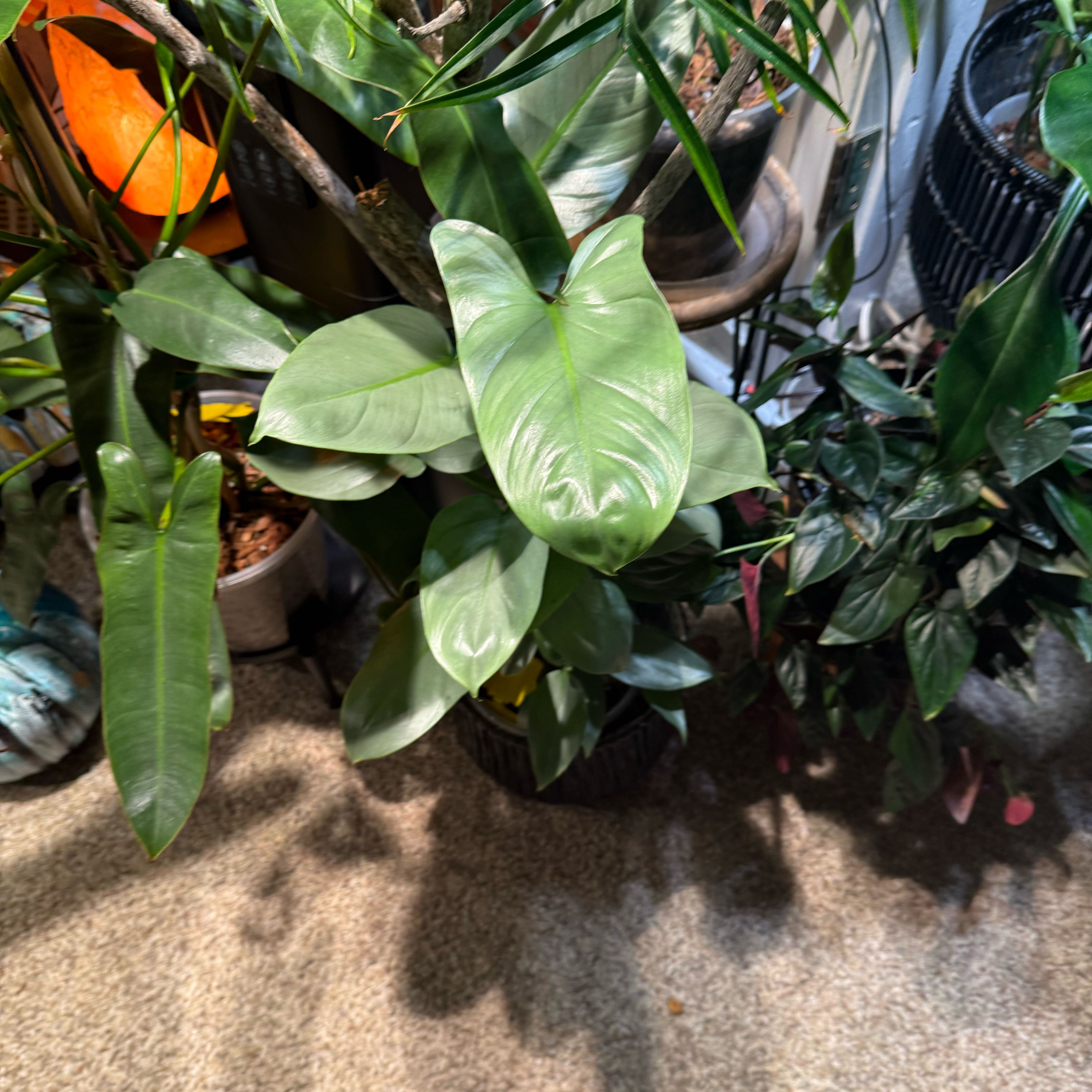 Photo of the plant species Silver Sword Philodendron by @LikableBearsear named Terra on Greg, the plant care app