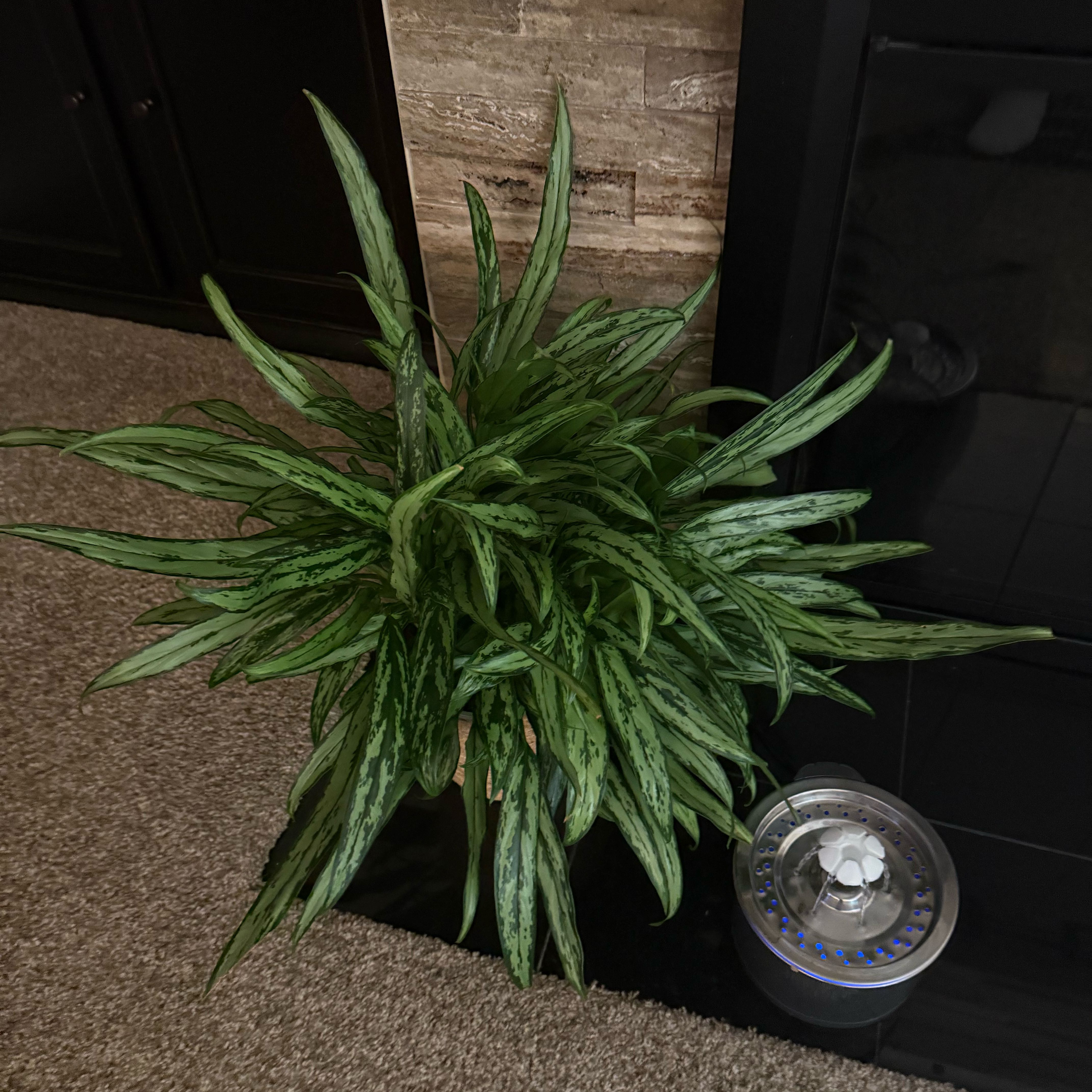 Photo of the plant species Chinese Evergreen by @LikableBearsear named Elina on Greg, the plant care app