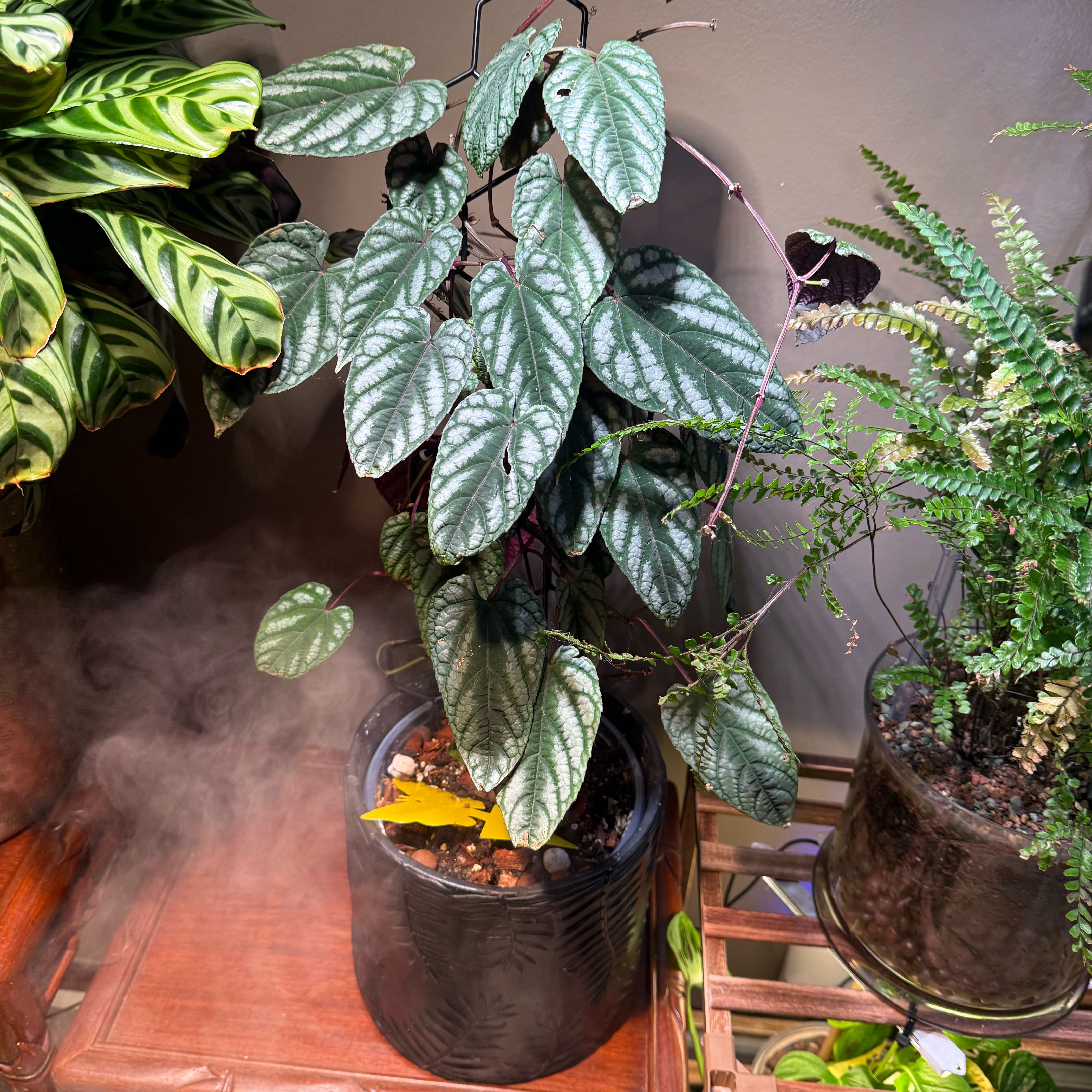 Photo of the plant species Ciccus discolor by @LikableBearsear named Xena on Greg, the plant care app