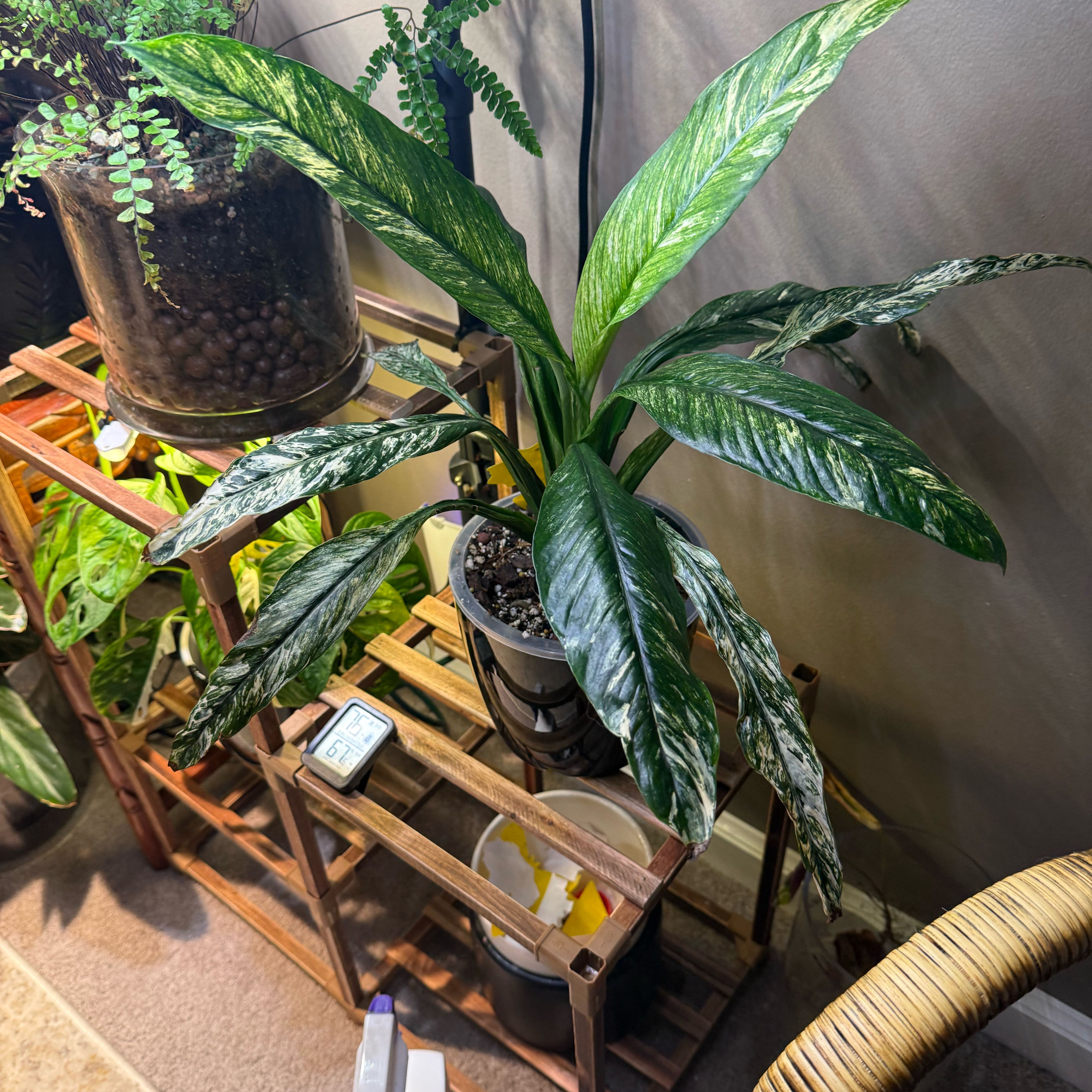 Photo of the plant species Spath sensation by @LikableBearsear named Harry on Greg, the plant care app