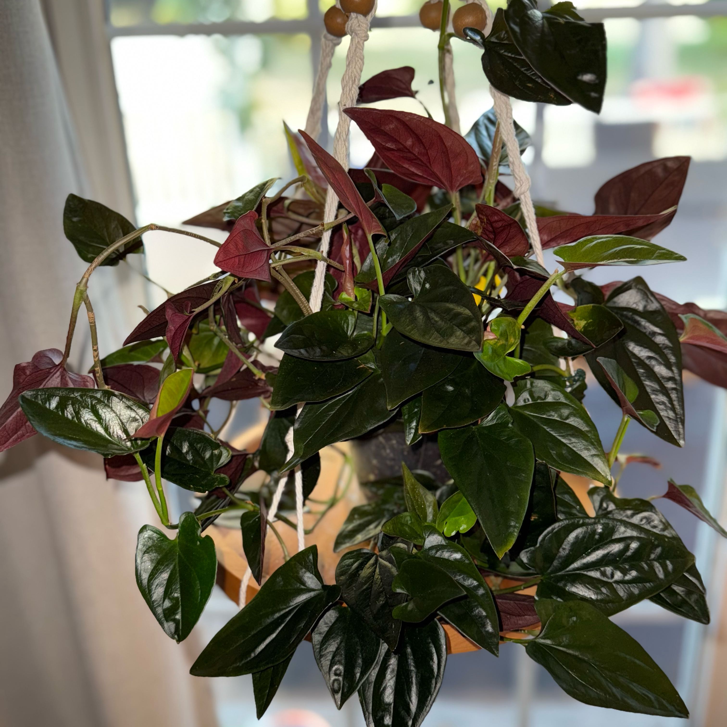 Photo of the plant species Red Arrow Singonium by @LikableBearsear named Gaga on Greg, the plant care app