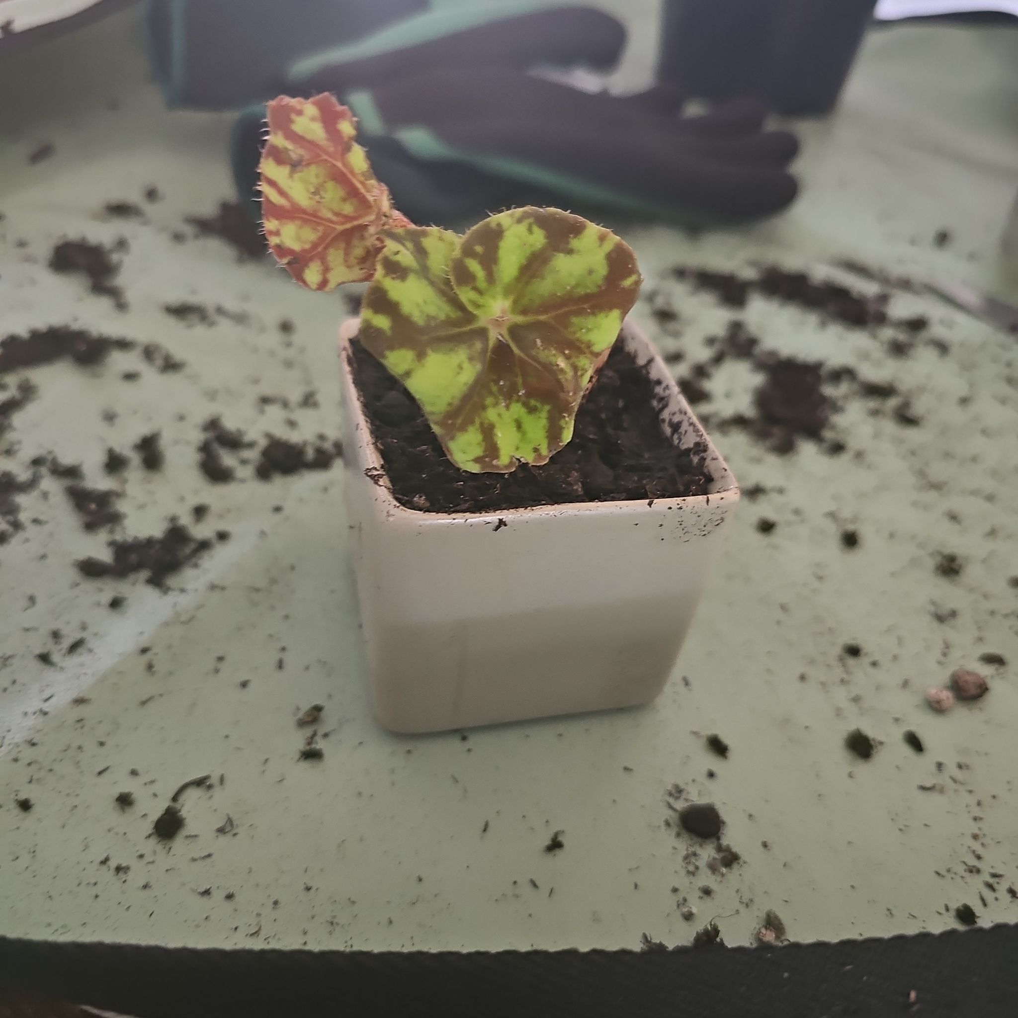 Photo of the plant species 'Cowardly Lion' by @TheUglyOnes named Denali on Greg, the plant care app