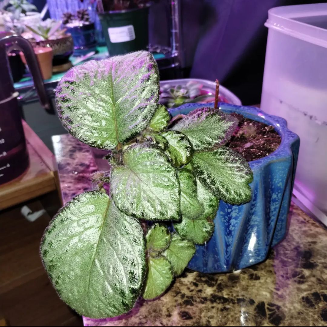 Photo of the plant species Acajou by @FunnyKaraka named Flame Violet on Greg, the plant care app