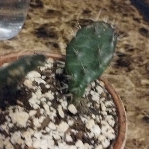 Photo of the plant species Prickly Pear by @FunnyKaraka named Prickly pear on Greg, the plant care app