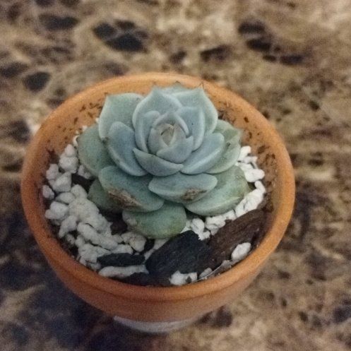 Photo of the plant species Echeveria Pink Lola by @FunnyKaraka named Pink lola on Greg, the plant care app