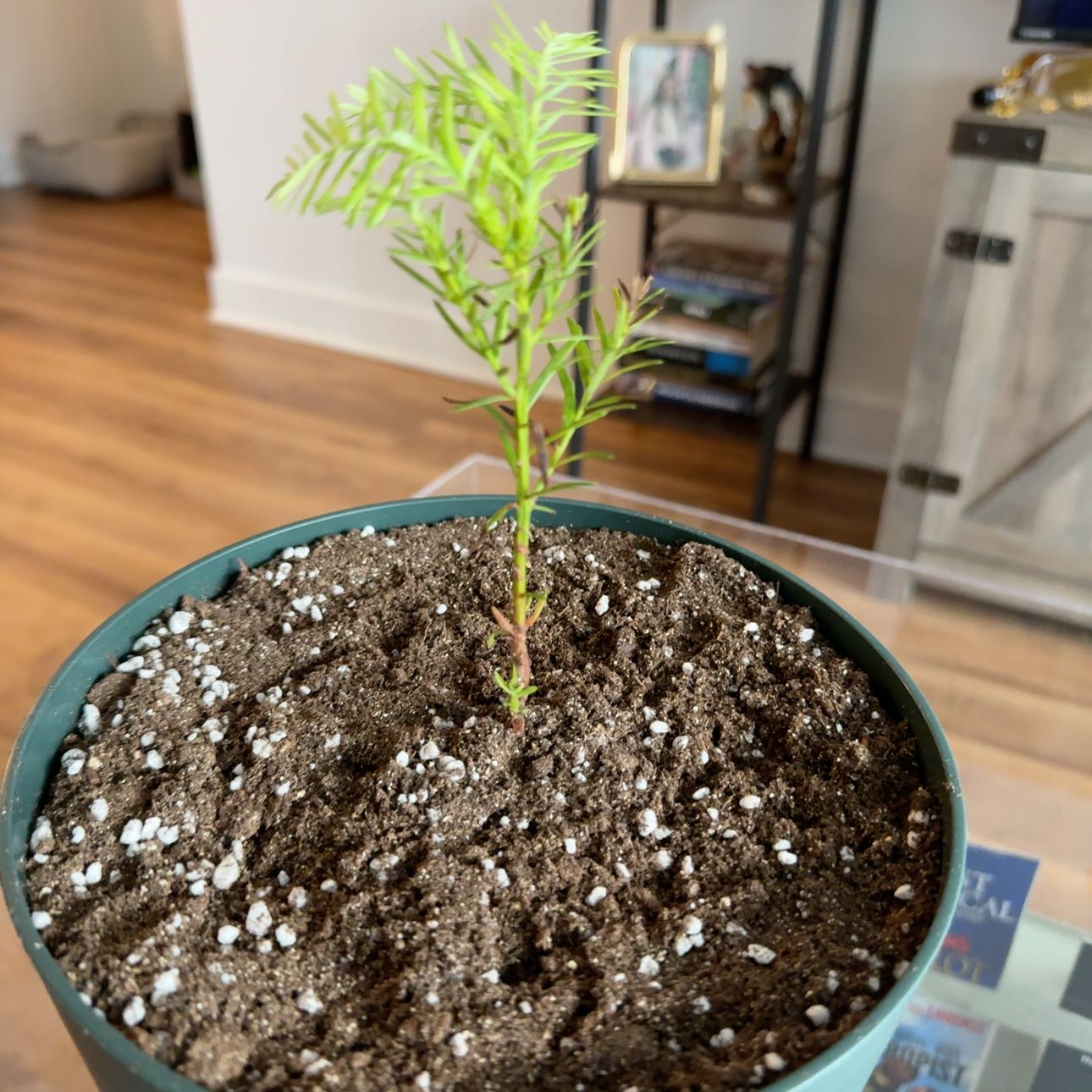Young Redwood sapling in a pot with well-draining soil, indoors.