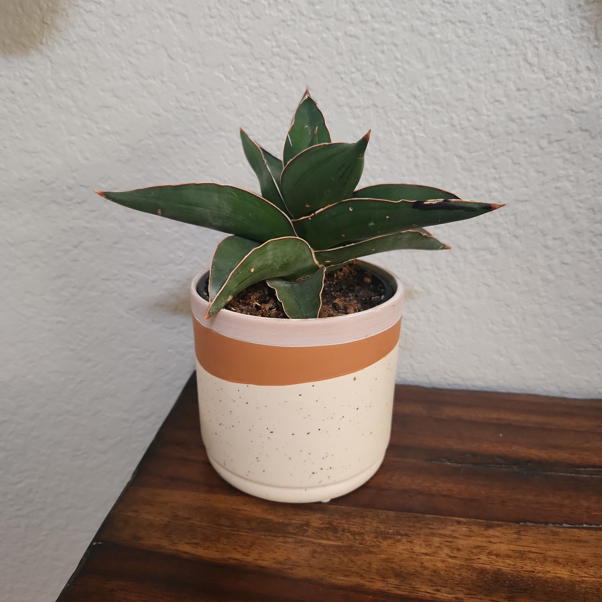 Photo of the plant species Walking Sansevieria by @CaptainQuince named #46 "Wall-E" Wall (bottom) on Greg, the plant care app