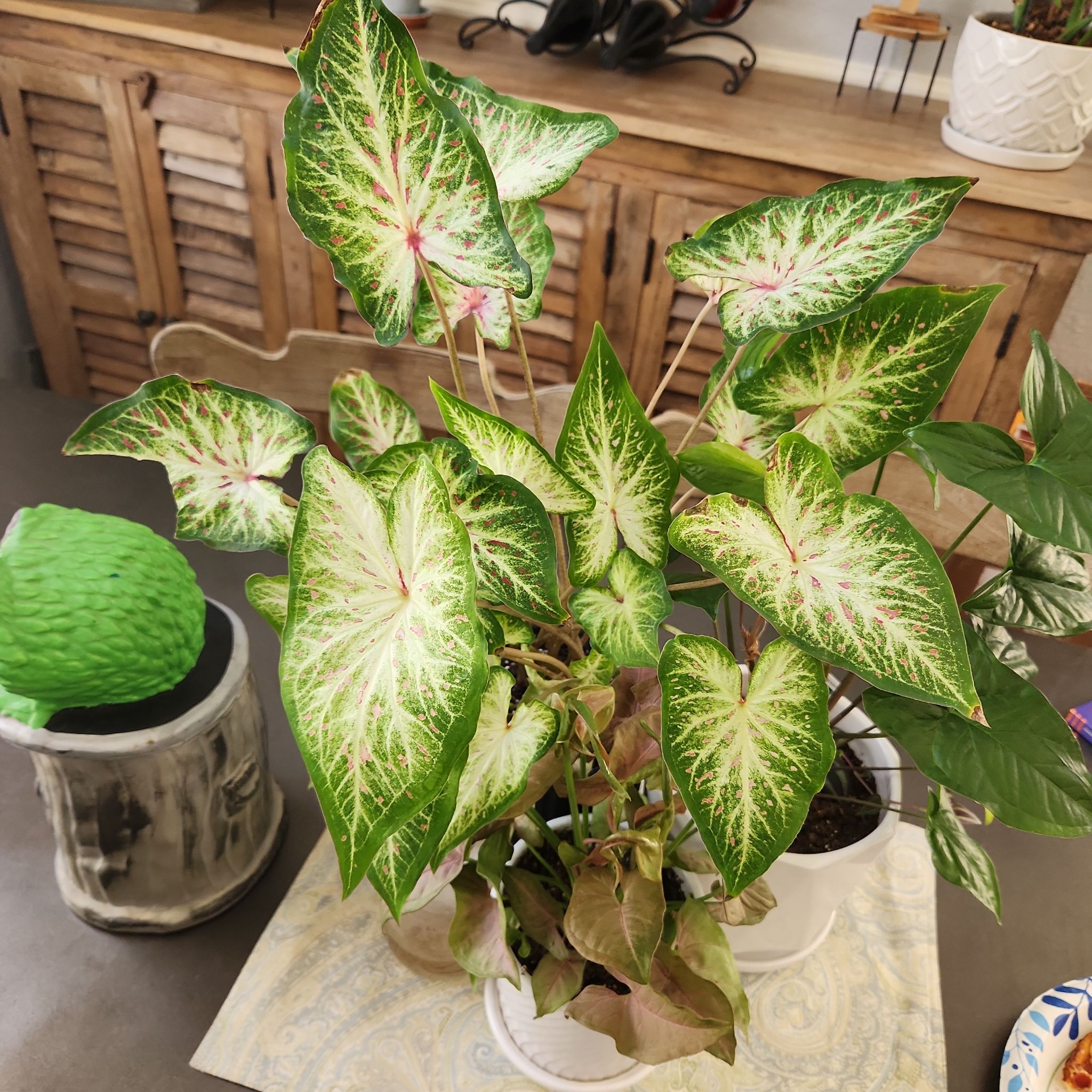 Photo of the plant species Heart and Soul Caladium by @CaptainQuince named #66 DELETE on Greg, the plant care app