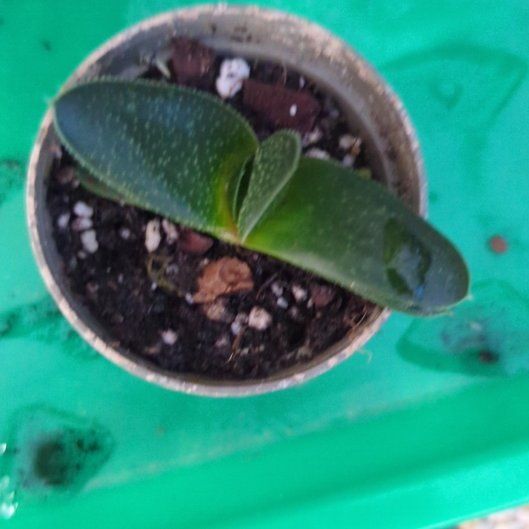 Photo of the plant species Cattle Tongue by @walnutash named Katie on Greg, the plant care app