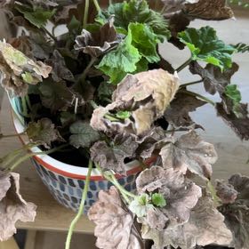 Photo of the plant species Piggyback Begonia by @FortifiedBanana named Aria on Greg, the plant care app