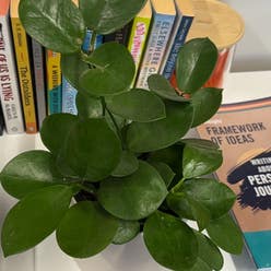Hoya australis 'Bordvare' plant