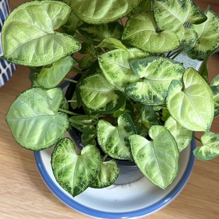 Syngonium Pixie plant with vibrant green variegated leaves in a pot.