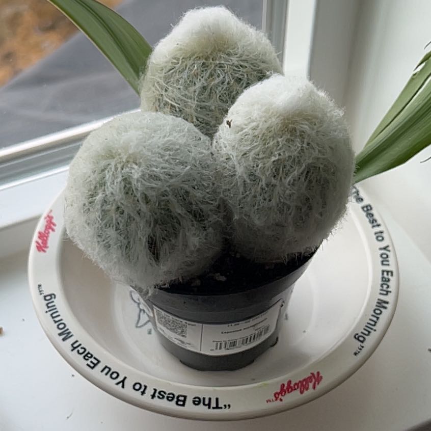 Peruvian Old Lady Cactus in a small pot on a dish, healthy and well-framed.