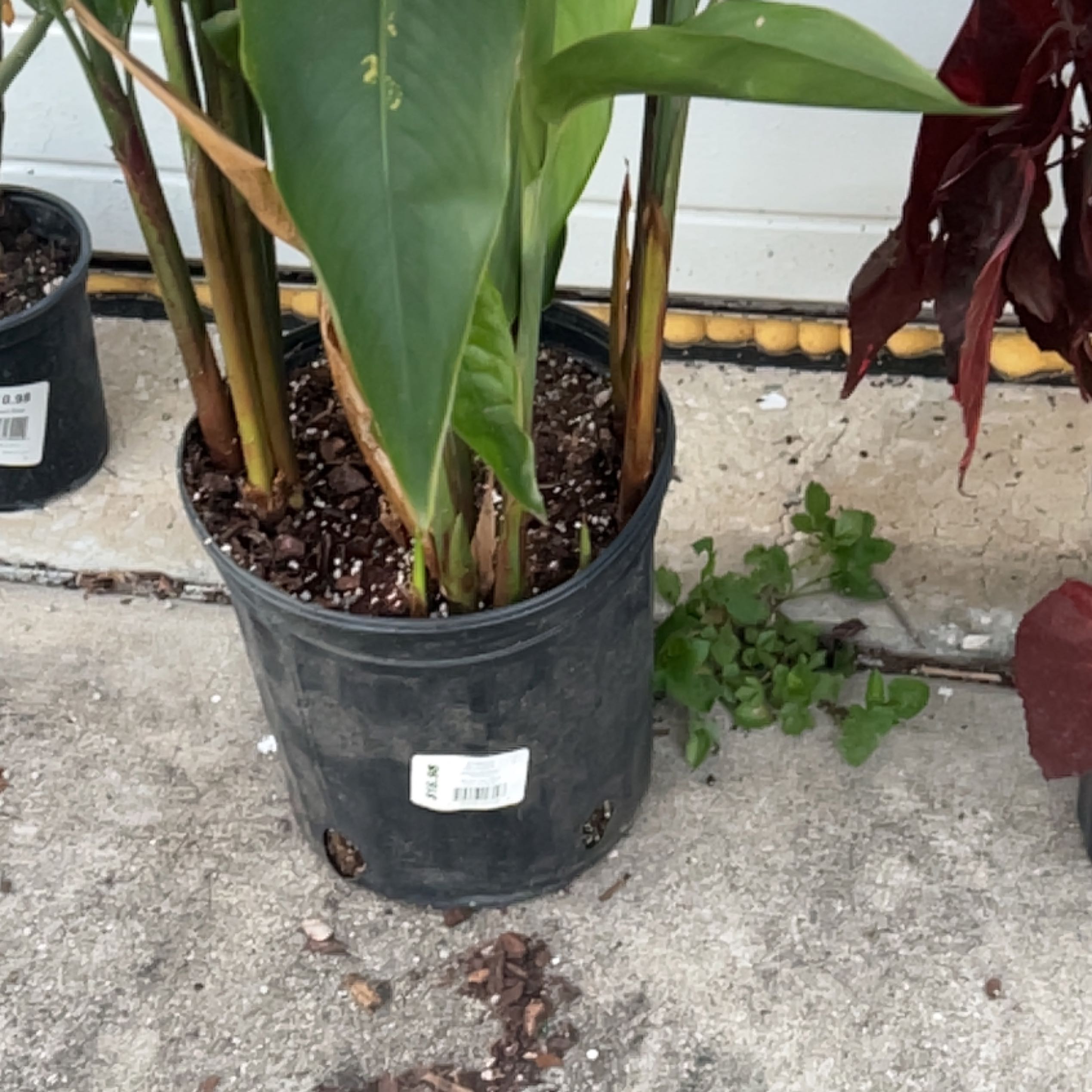 Photo of the plant species False Bird of Paradise 'Choconiana' by @AmazingPapaya named Demi on Greg, the plant care app